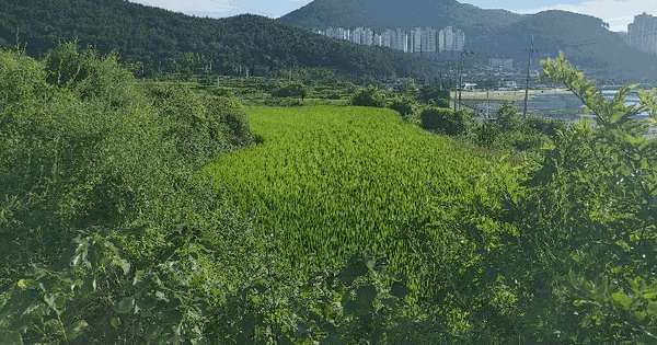 경상남도 거제시 사등면 사곡리 729-1  미지정 경매 물건 이미지