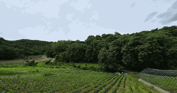 충청북도 단양군 단성면 장회리 산25-7  미지정 경매 물건 이미지