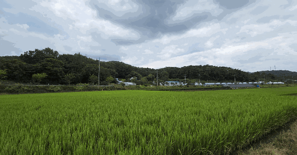 충청남도 청양군 화성면 화암리 산81  미지정 경매 물건 이미지