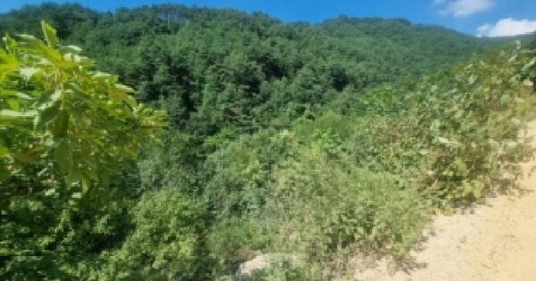 강원특별자치도 정선군 임계면 용산리 62  미지정 경매 물건 이미지