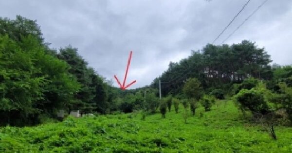 강원특별자치도 정선군 정선읍 용탄리 309-2  미지정 경매 물건 이미지