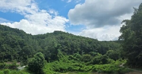 충청남도 예산군 신양면 하천리 산52-1  미지정 경매 물건 이미지