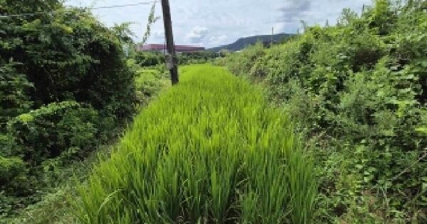 충청남도 천안시 동남구 풍세면 용정리 780-1  미지정 경매 물건 이미지