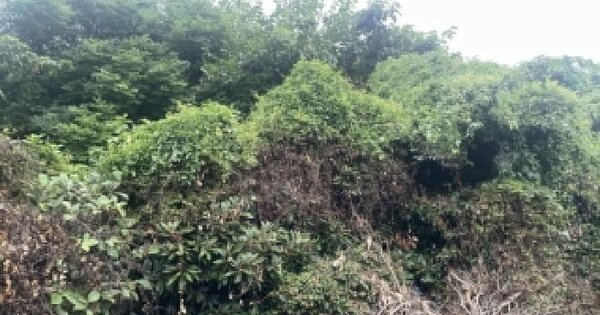 제주특별자치도 서귀포시 남원읍 태흥리 484  미지정 경매 물건 이미지