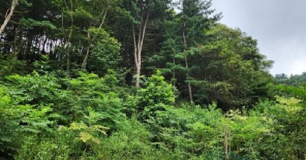 경기도 가평군 청평면 하천리 산108-1  미지정 경매 물건 이미지