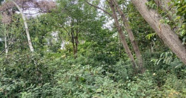 경기도 양평군 지평면 망미리 산92-2  미지정 경매 물건 이미지