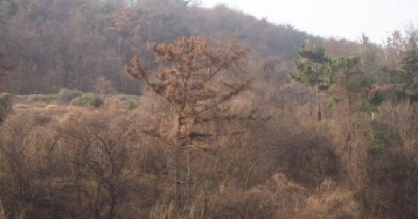 경상남도 밀양시 상남면 연금리 1105 전 경매 물건 이미지