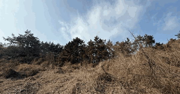 전남광주통합특별시 목포시 달동 산86-5 임야 경매 물건 이미지