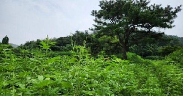 경기도 남양주시 화도읍 차산리 259-15  미지정 경매 물건 이미지