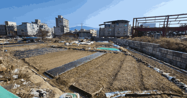 충청남도 보령시 대천동 1236-7 답 경매 물건 이미지