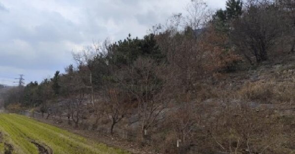 충청남도 보령시 주교면 관창리 산86-4 임야 경매 물건 이미지