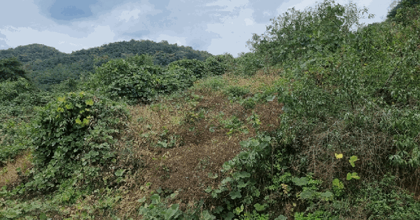 경상북도 청도군 이서면 문수리 산25 임야 경매 물건 이미지