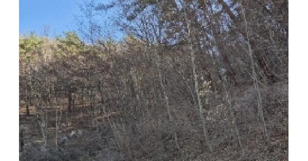 전남광주통합특별시 화순군 백아면 용곡리 320-2 전 경매 물건 이미지