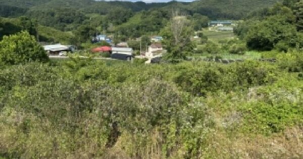 충청북도 보은군 수한면 오정리 318 전 경매 물건 이미지