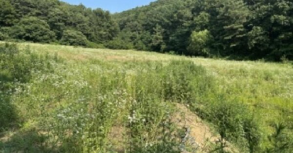 충청북도 보은군 수한면 오정리 5 과수원 경매 물건 이미지