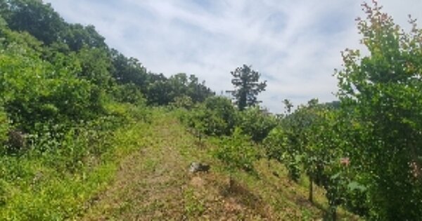 경상남도 함안군 산인면 모곡리 804 임야 경매 물건 이미지
