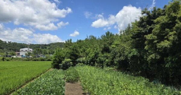 울산광역시 울주군 웅촌면 대대리 1035-3 답 경매 물건 이미지