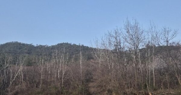 전라남도 나주시 공산면 남창리 산56 임야 경매 물건 이미지