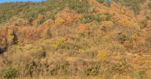 경상북도 울진군 온정면 외선미리 220 전 경매 물건 이미지
