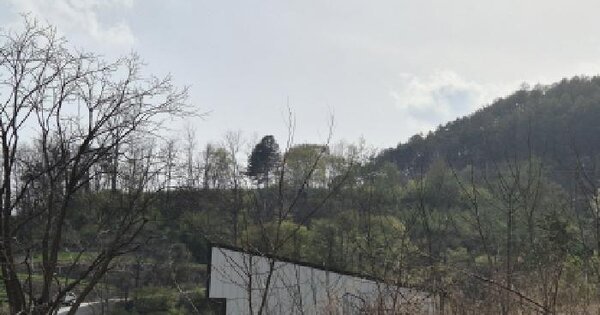 경상북도 영양군 영양읍 동부리 산116-1 임야 경매 물건 이미지