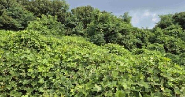 충청남도 천안시 서북구 입장면 유리 290-1  미지정 경매 물건 이미지