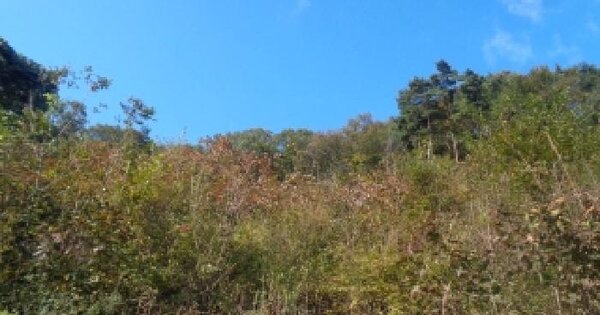 전북특별자치도 완주군 고산면 양야리 산128 임야 경매 물건 이미지