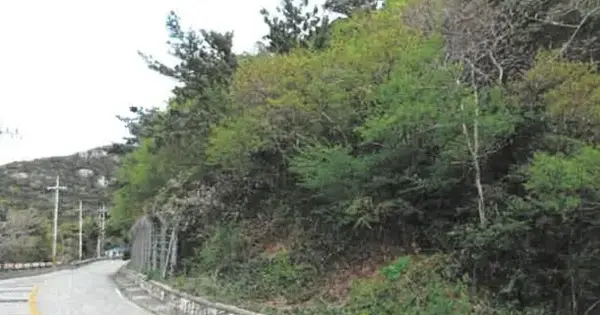 전남광주통합특별시 신안군 흑산면 비리 산131 임야 경매 물건 이미지