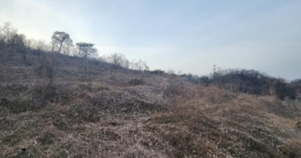 충청북도 영동군 양강면 가동리 159-13 과수원 경매 물건 이미지