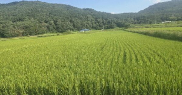 울산광역시 울주군 상북면 명촌리 484 답 경매 물건 이미지