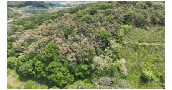 전남광주통합특별시 장성군 서삼면 송현리 산132 임야 경매 물건 이미지