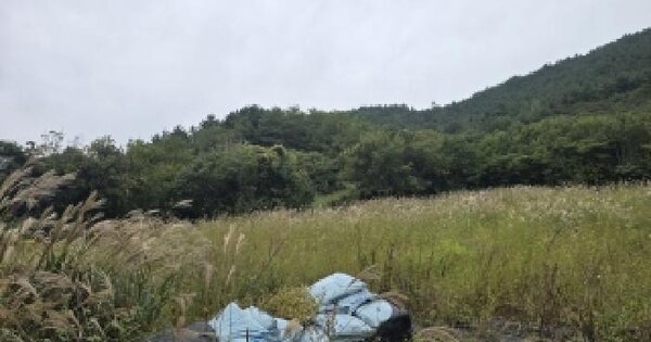 전남광주통합특별시 완도군 금일읍 척치리 626 전 경매 물건 이미지