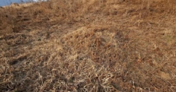 경상남도 하동군 악양면 중대리 산95-6 임야 경매 물건 이미지
