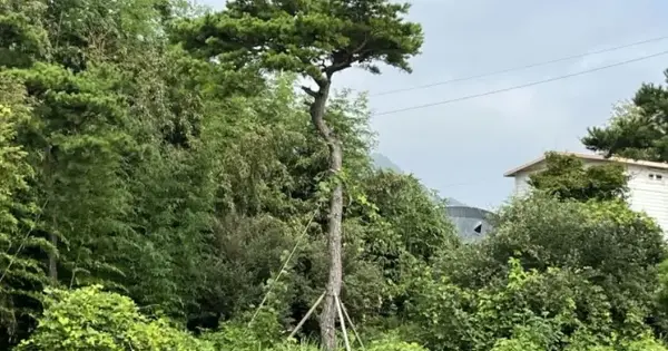 전남광주통합특별시 함평군 월야면 용암리 484-2 전 경매 물건 이미지