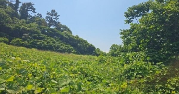 전남광주통합특별시 해남군 화원면 인지리 469-6 전 경매 물건 이미지