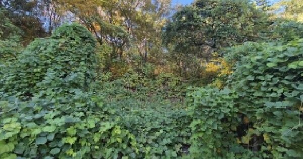 부산광역시 북구 만덕동 산166-54 임야 경매 물건 이미지