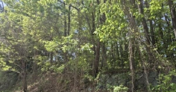 전남광주통합특별시 서구 매월동 산18 임야 경매 물건 이미지