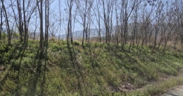 전남광주통합특별시 영광군 대마면 송죽리 1043-8 공장용지 경매 물건 이미지