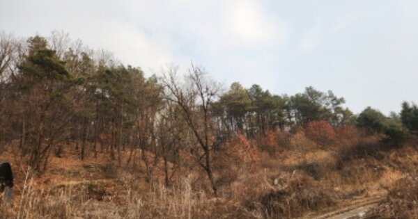 경기도 양주시 산북동 산11 임야 경매 물건 이미지