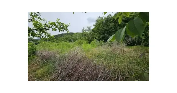 세종특별자치시 연서면 고복리 208-2 답 경매 물건 이미지