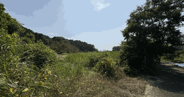 전남광주통합특별시 담양군 월산면 중월리 160-1 답 경매 물건 이미지