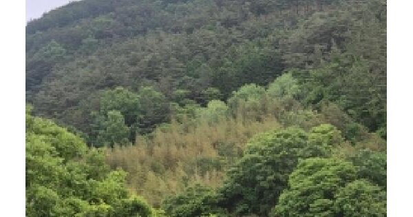 전남광주통합특별시 화순군 동복면 안성리 647-13 답 경매 물건 이미지