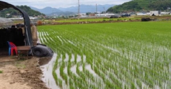 경상남도 밀양시 하남읍 명례리 2399 답 경매 물건 이미지