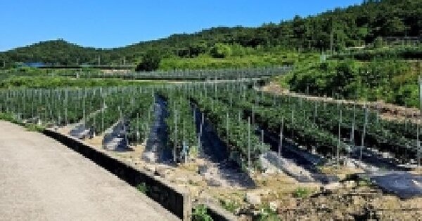전남광주통합특별시 진도군 지산면 앵무리 62 답 경매 물건 이미지