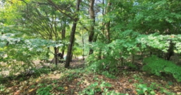 인천광역시 강화군 하점면 창후리 249-28 임야 경매 물건 이미지