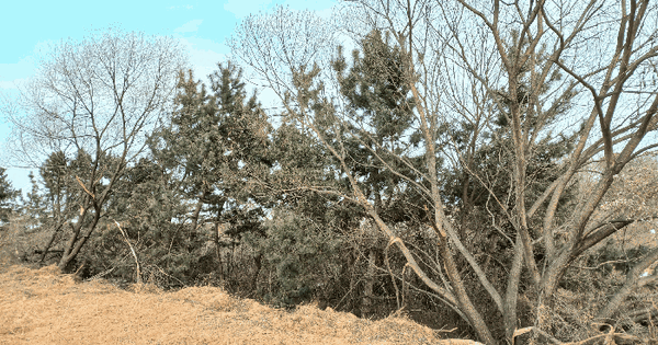 충청남도 천안시 서북구 성거읍 모전리 270-6 과수원 경매 물건 이미지
