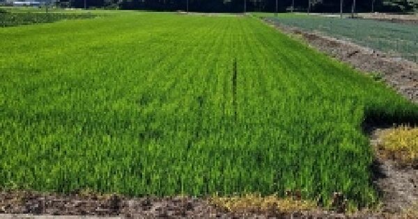 전남광주통합특별시 진도군 지산면 송호리 591-2 답 경매 물건 이미지