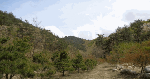 강원특별자치도 고성군 간성읍 어천리 산104 임야 경매 물건 이미지