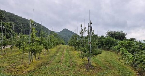 경상북도 청송군 현동면 개일리 305-2 전 경매 물건 이미지