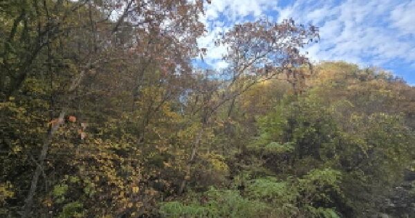 울산광역시 울주군 삼동면 보은리 산188 임야 경매 물건 이미지