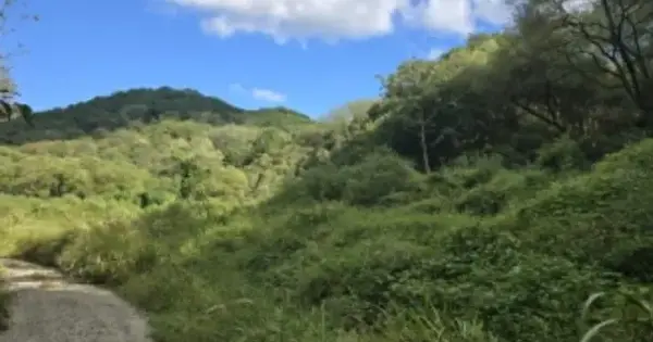 경상남도 합천군 묘산면 관기리 산70-1 임야 경매 물건 이미지